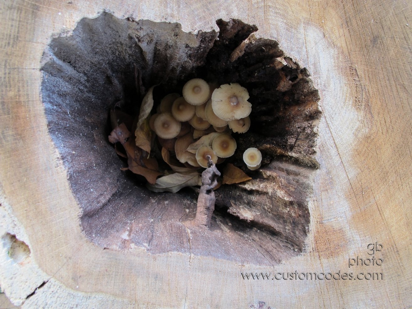 lookingInside_20131019