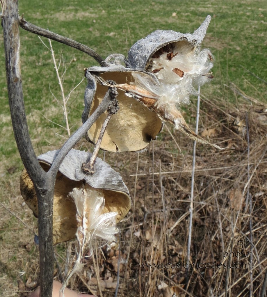 milkweed_3_20130426