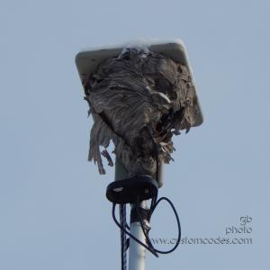 Antenna_20141116