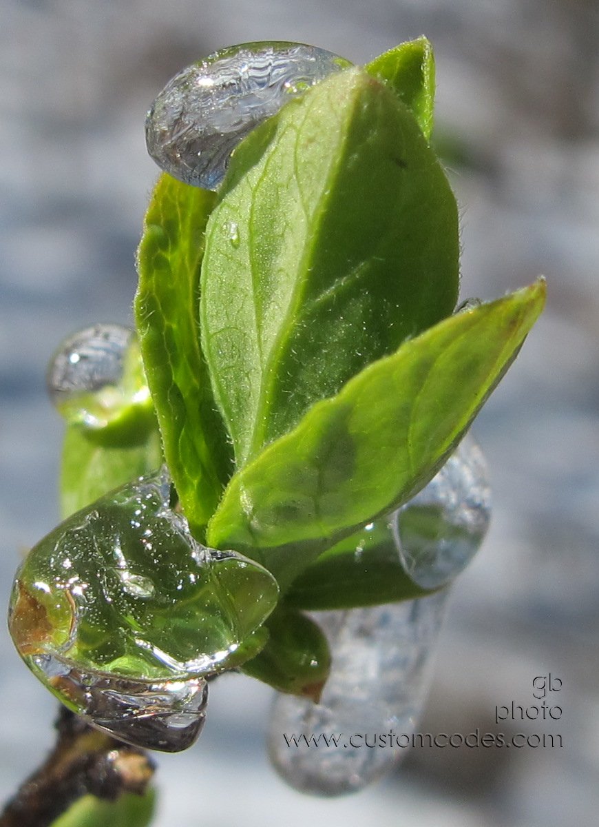 SpringGreen_7c-20160325_cr