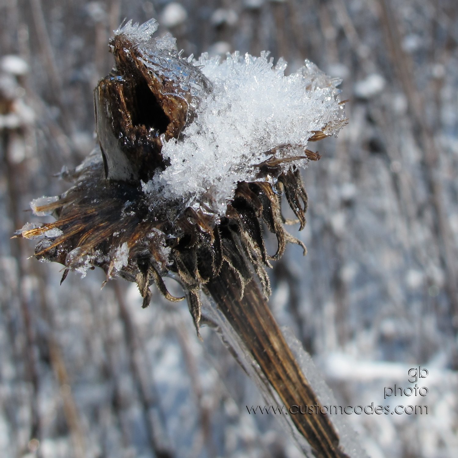 prairieConeFlower-2-20160325