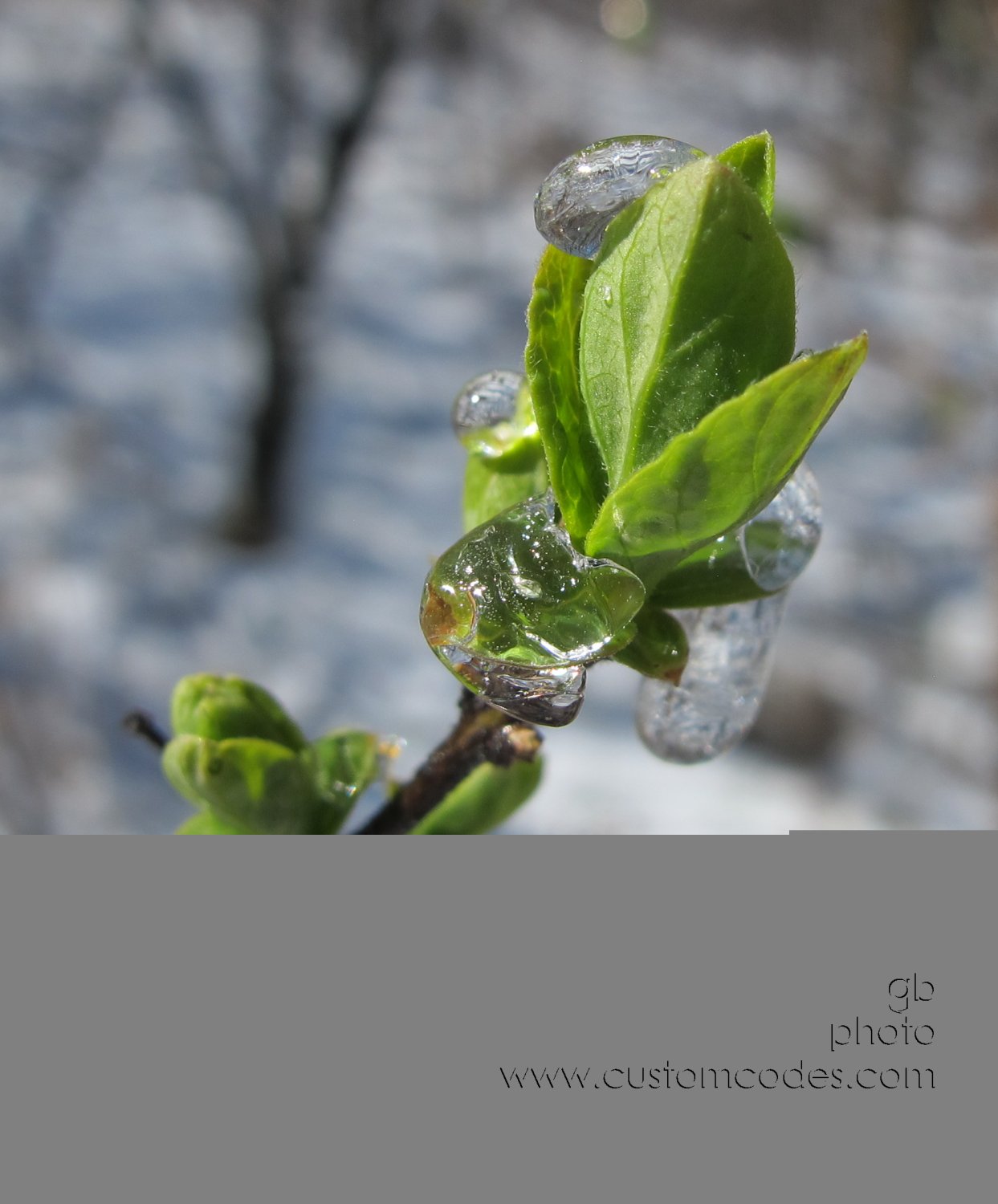 SpringGreen_2-20160325