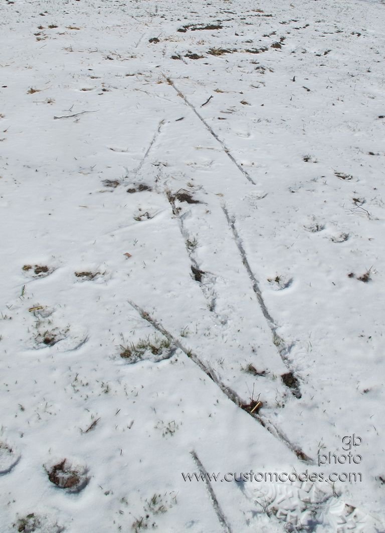 iceTracks_20160325