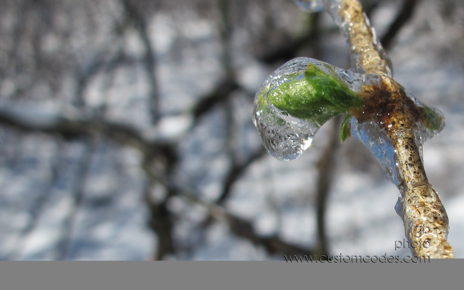 icyGreen-1-20160325jpg