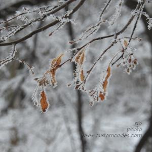 winter