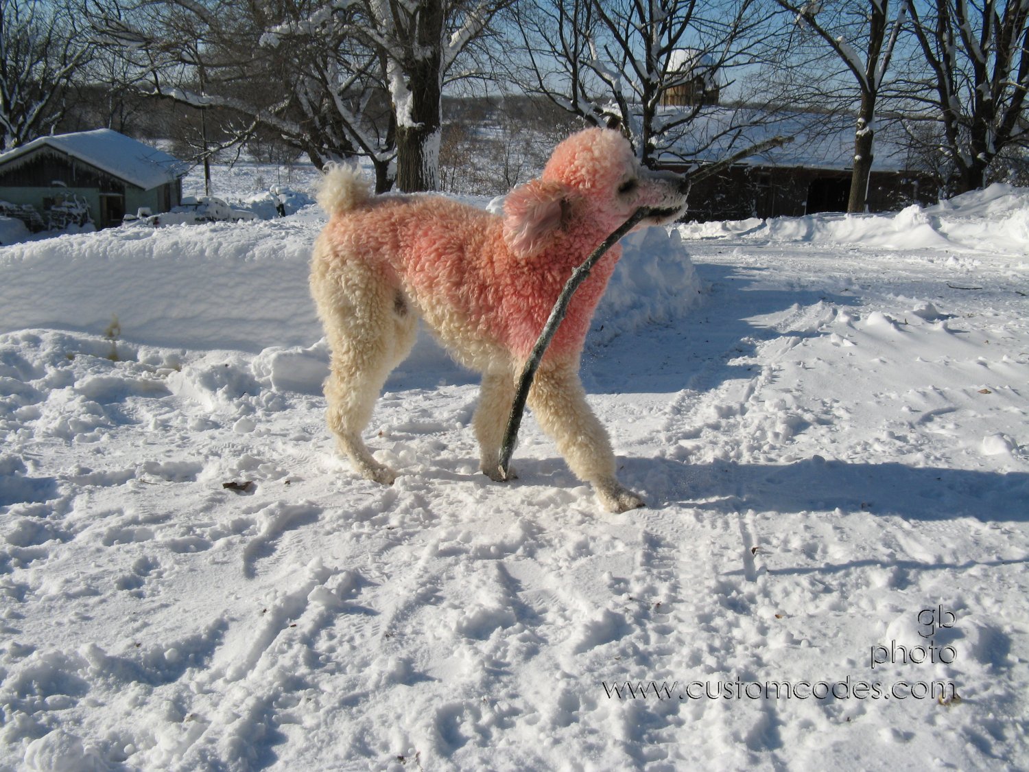 091210ElwoodsStickDJeur