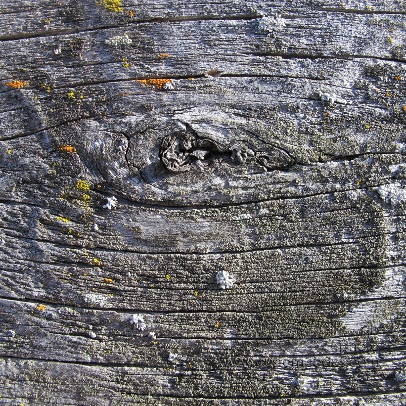 LifeOnPlywood_20110219