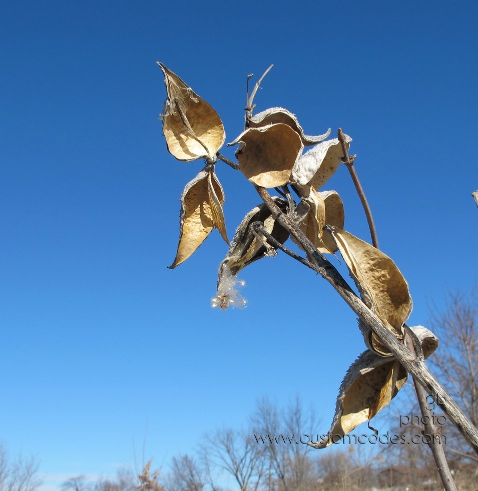 Pods_4_20110219