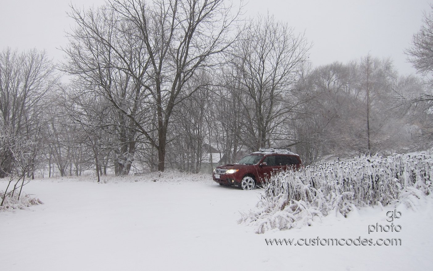 rooInSnow_20120302