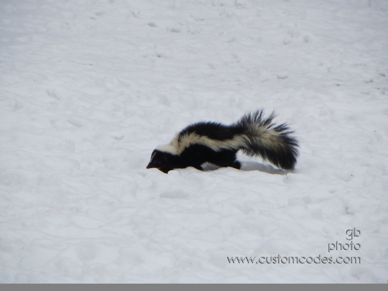 PeppyLePeu_20130325