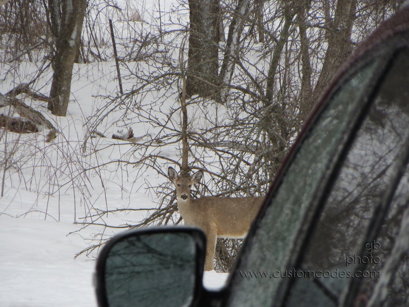singleDeer_20130324