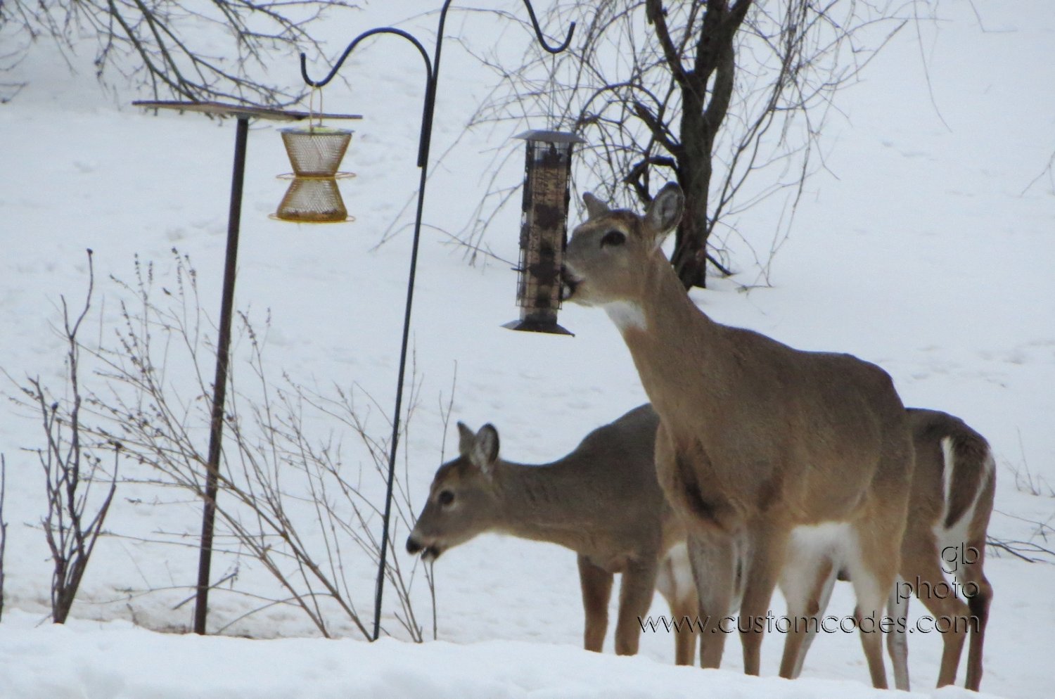 deer_20130311