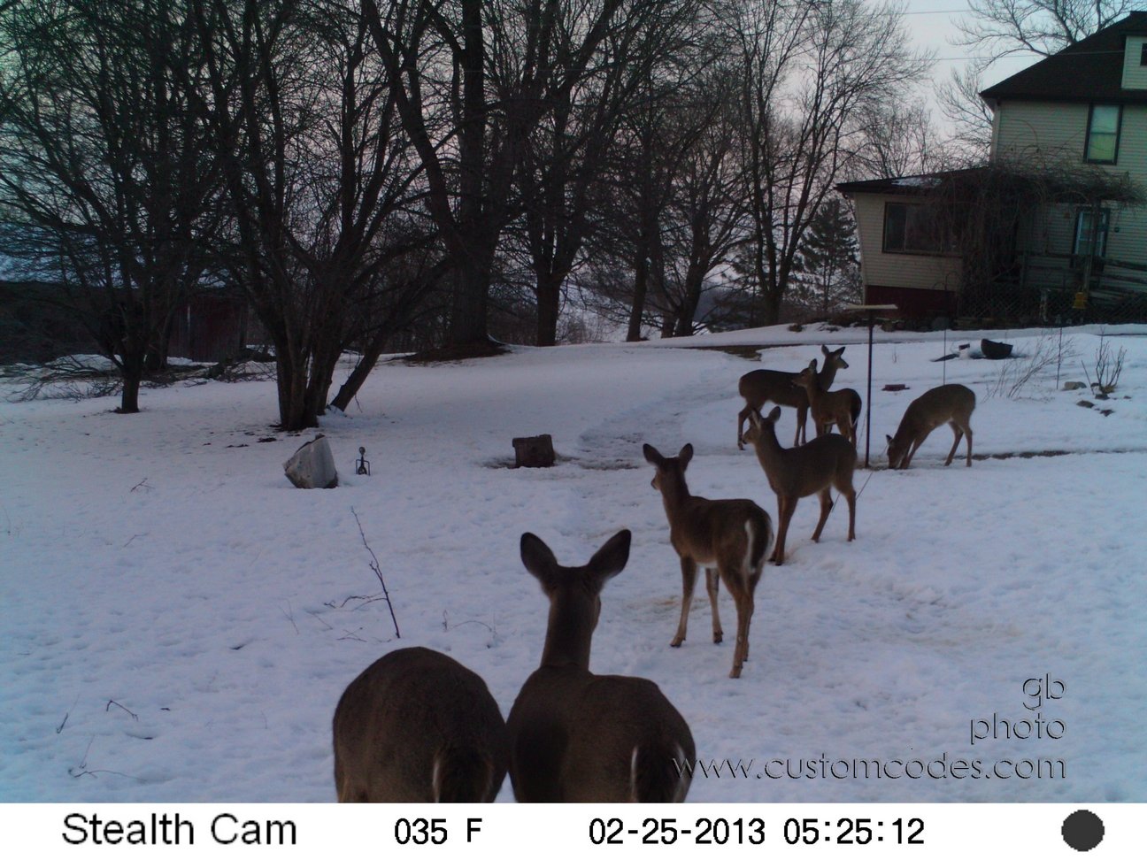 deer_20130225